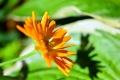 ogrod_08