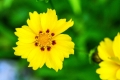 ogrod_20