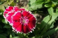 ogrod_24